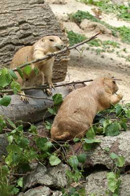 Aachener Zoo Aachener-Zoo-Praeriehund-008